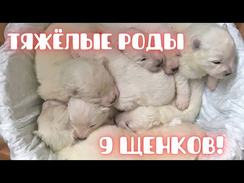 Тяжёлые роды собаки: кесарево, 9 щенков, восстановление