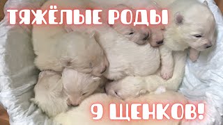 Тяжёлые роды собаки: кесарево, 9 щенков, восстановление