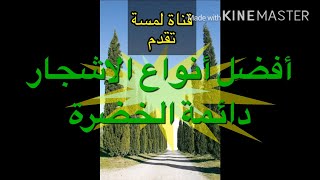 افضل انواع الاشجار دائمة الخضرة _ The best types of evergreen trees