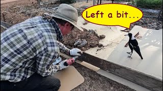 No-dig mulch/grow-bed garden build – big build with supporting cast of Australian magpies