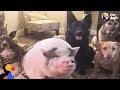 Pig Is Smarter Than His Dog Siblings | The Dodo