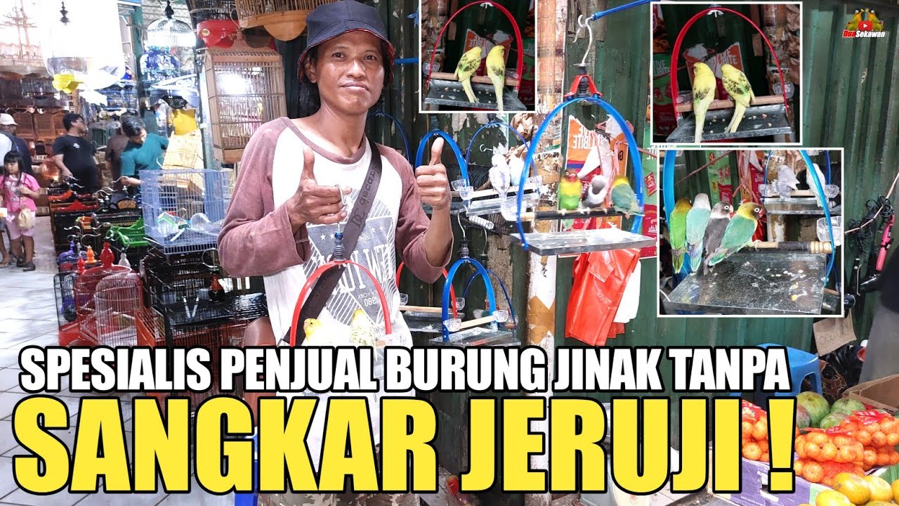 MULAI VIRAL ! PENJUAL BURUNG JINAK TANPA SANGKAR JERUJI DI PASAR BURUNG PRAMUKA