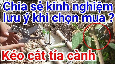 A55a. Lưu ý mua kéo cắt cành, giá hợp lý, sắc, bền, hiệu quả khi sử dụng. #Meohay_ichi
