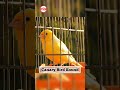 Canary Bird Sound Canary Birds Singing Shorts Canarysinging Canarybird mp3