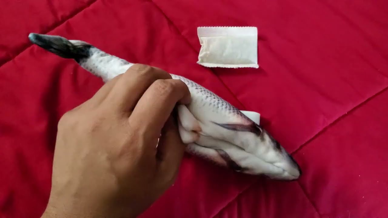 Before You Wash! Potaroma Cat Toy Flopping Fish