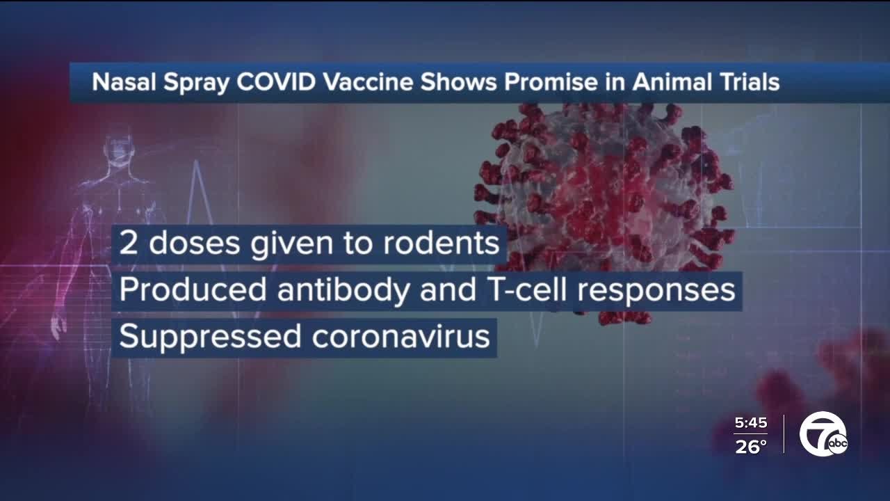 Nasal spray COVID vaccine shows promise in animal trials - YouTube
