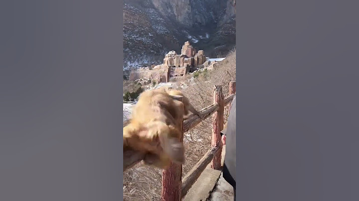The real murderer in the monkey fight turns the monkey into a spirit