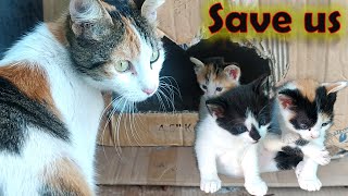 Combat topic to save kittens