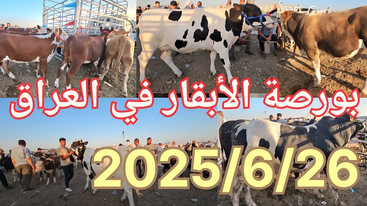 #سوق_الأبقار  في العراق سوق محافظة ديالى وسط العراق
