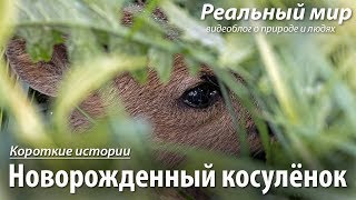 Новорожденный косулёнок. Европейская косуля (Capreolus capreolus).