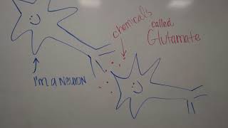 Neuro3L- Schizophrenia and the Glutamate Hypothesis