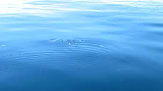 Blue Shark, Isles of Scilly Pelagic, August 26th 2017 Blue Shark, Isles of Scilly Pelagic, August 26th 2017
