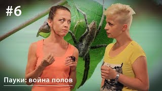 Пауки: война полов. Мужское коварство против женской корысти // Все как у зверей #6