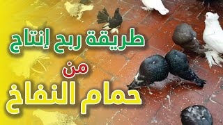 طريقة ربح إنتاج من حمام النفاخ