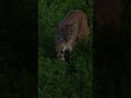 Bobcat UP CLOSE, Hunter Films While Scouting #hunting #wildlife #deerhunting #hunt #bobcats #shorts