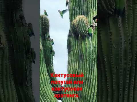 Видео: Эти пернатые выбрали для жизни дупла больших кактусов, которые растут в  засушливых степных районах
