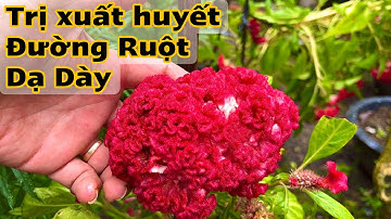 Loại Hoa trị xuất huyết Dạ Dày, Đường Ruột. PHAN HẢI Channel