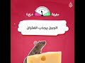 هل يجذب الجبن الفئران