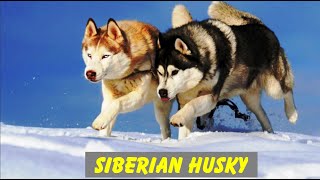 SIBERIAN HUSKY by John Bern 24 views 1 year ago 5 minutes, 2 seconds