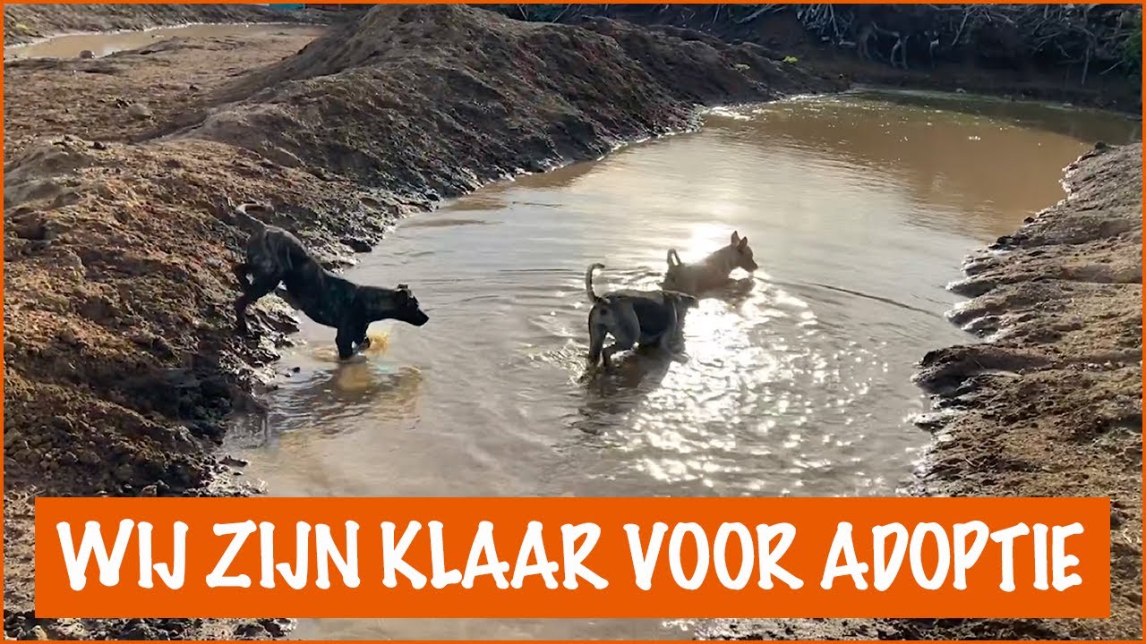 Wat een beestenboel. Dit zijn alle dieren op de opvang! | DierenpraatTV