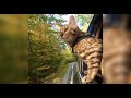 Bengal cat sticks head out car window like dog  new england fall colors