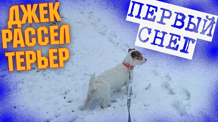 УРА!!!! ПЕРВЫЙ СНЕГ!!! ДЖЕК РАССЕЛ ТЕРЬЕР на прогулке. Играем в снегу!