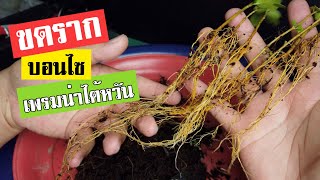 บอนไซ : การขดรากให้อ้วน บอนไซเพรมน่าไต้หวัน (Premna microphylla) | Bonsai 026