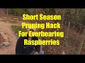 A Different Way to Prune Everbearing Raspberries