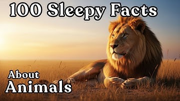The Most Relaxing Animal Facts to Fall Asleep To