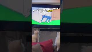 Cats' reaction to Tom&Jerry 😂 #cat #funny #shorts
