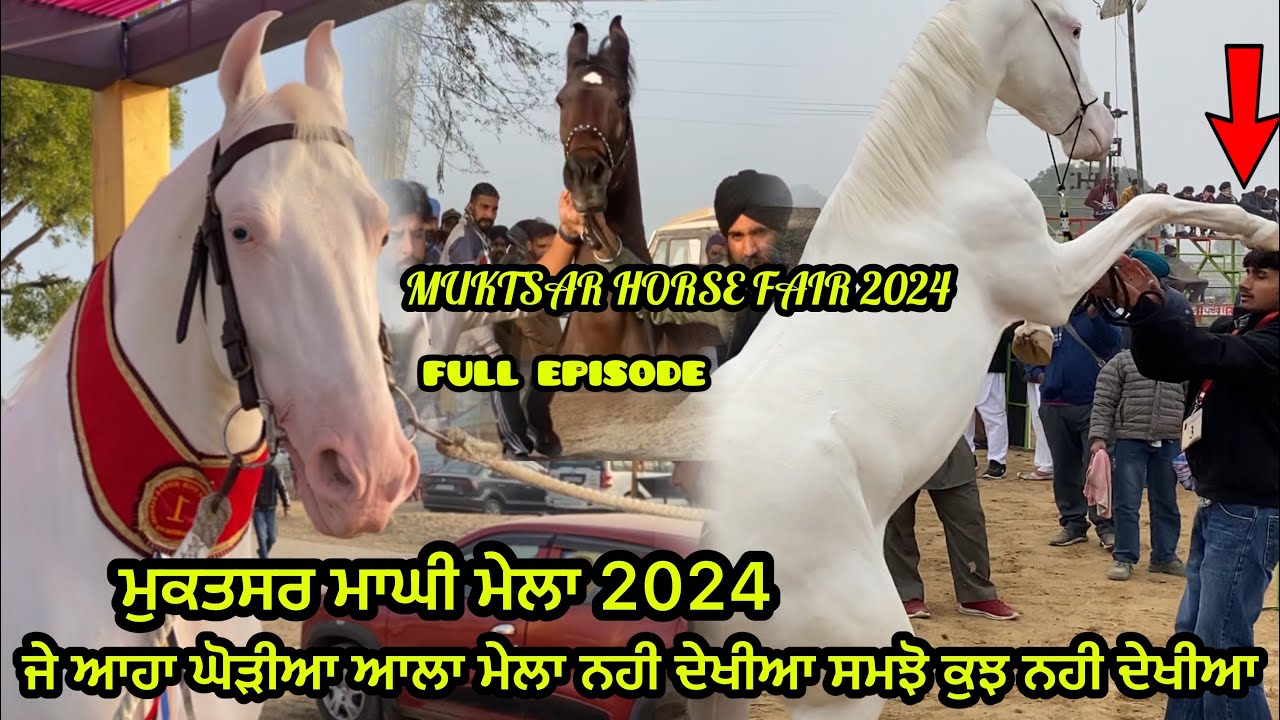 ਦੇਖੋ ਮੁਕਤਸਰ ਦਾ ਮਸ਼ੂਰ ਘੋੜੀਆ ਆਲਾ ਮੇਲਾ ਪਹੁੰਚੇ ਨਾਮਵਾਰ ਘੋੜੇ | Muktsar Horse Fair 2024 |Muktsar Maghi Mela