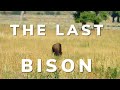 Why Didn't the Bison Go Extinct? - Ghosts of the Prairies - Episode 3 - Bison documentary