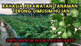 How to care for eggplant plants in the rainy season || Eggplant salad