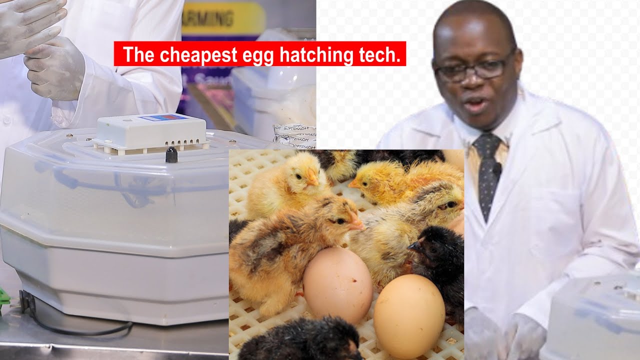 FARMING IN UGANDA: THE CHEAPEST EGG HATCHING TECHNOLOGY