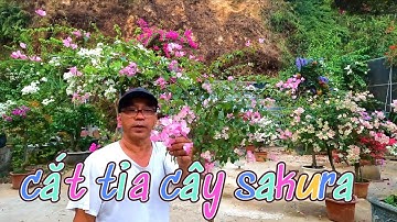cắt tỉa ép nước cây hoa giấy sakura làm hoa nở đúng tết 2026