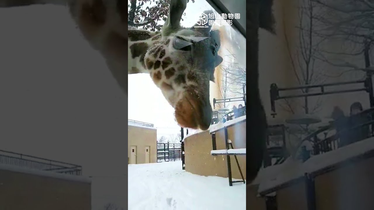旭山動物園 ツララに興味津々 雪の中の仔キリン あさひ Asahiyama Zoo Baby Giraffe Asahi And His Mom Yui Shorts Youtube