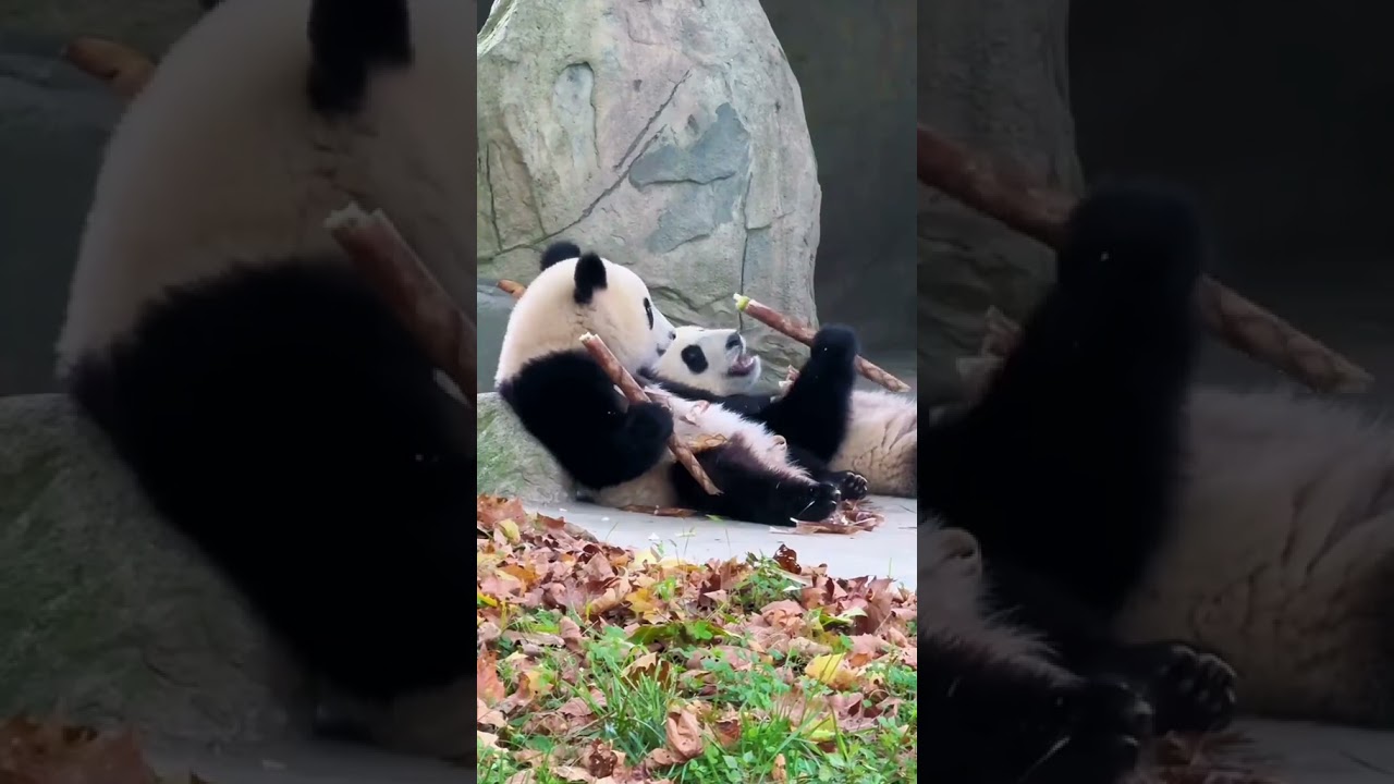 Comment Your Favorite Clip🤣🤣 