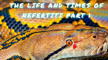 The Largest Reticulated Python We Ever Had, Nefertiti- A Compilation Fit For A Queen- Part 1