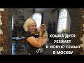 🐱❤Бездомная кошка Дуся едет в новую семью в Москву@SubTatiana