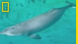 Amazon Dolphins | National Geographic