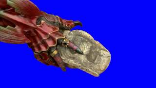 Blue screen driver Kamen rider OOO