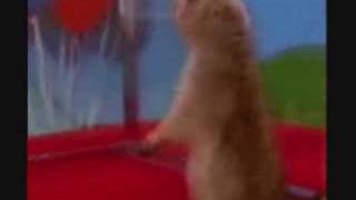 the evil hamster