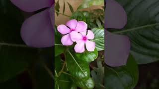 Download Lagu barsate ke din #shortvideo #ytshort MP3