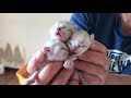 チンチラ多頭飼育崩壊 悲惨な姿…産まれたての仔猫もいました