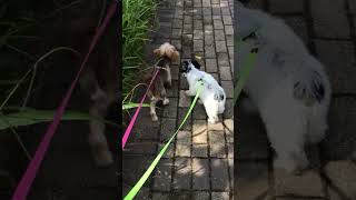 Beautiful Yorkshire terrier dogs getting walked in the morning by The Dogs World 56 views 2 months ago 1 minute, 4 seconds