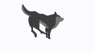 Wolf Running Animation Step by Step