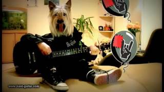 Happy Birthday to you... Rock N' Roll Metal Dog Song, playing guitar - Parabéns pra você