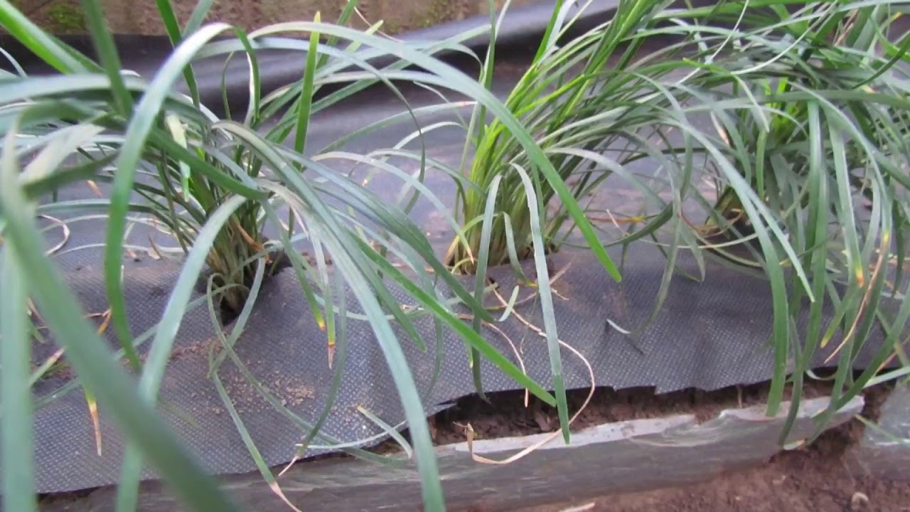 Fronda Jardineria 1  Jardín seco