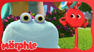 Gobble Madness In Petport!  | Morphle  | Available On Disney+ And Disney Jr