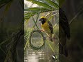 The science and art Bird Nest